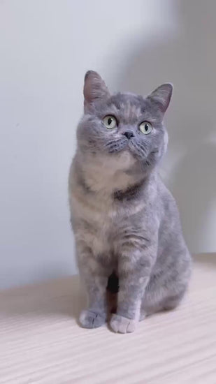 霍曼自動貓砂機CS106 貓廁係 Homerunpet 霍曼